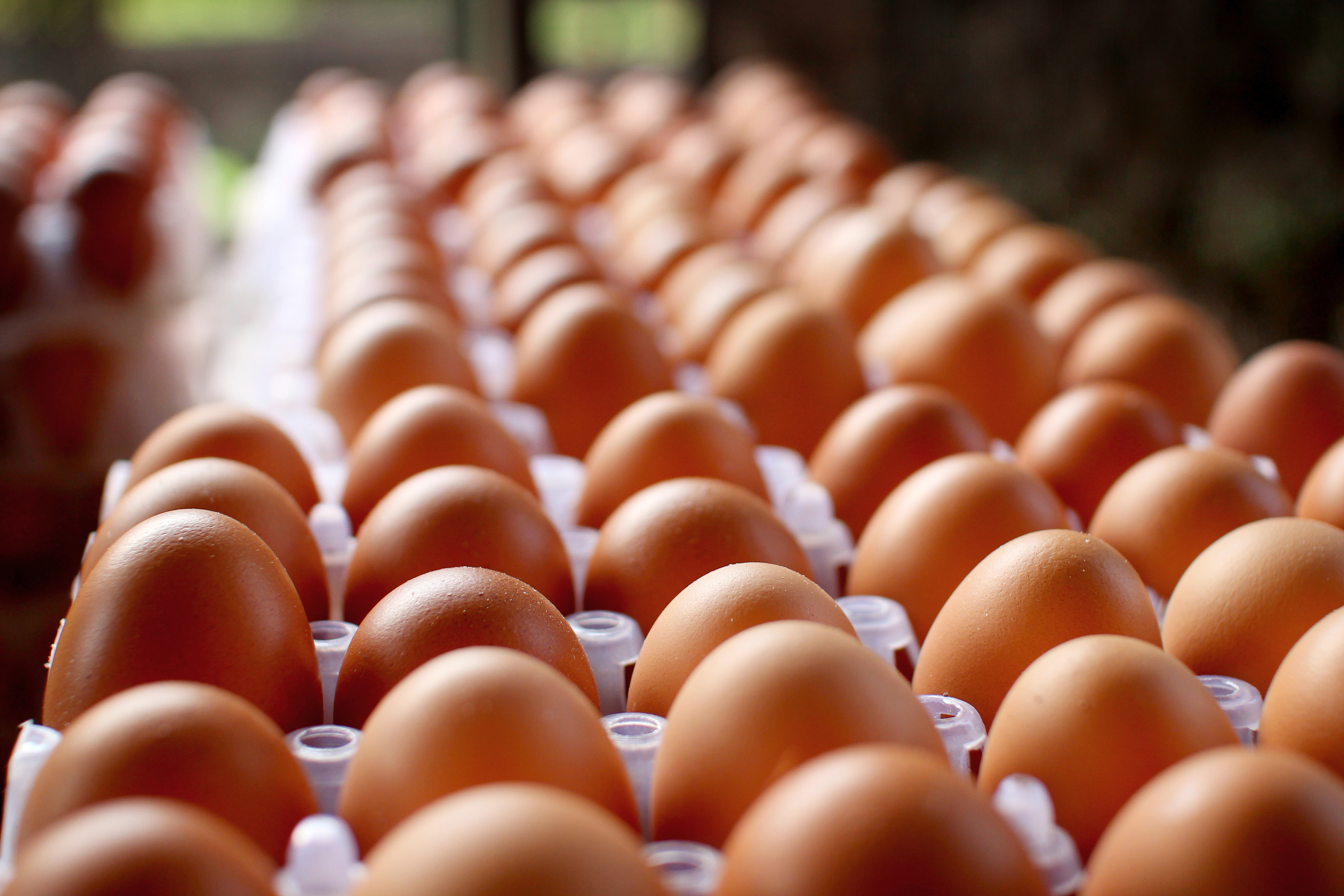 Distributor telur jawa tengah agrosari farm